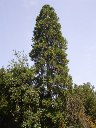 sequoiadendron giganteum © Benjamin Effantin