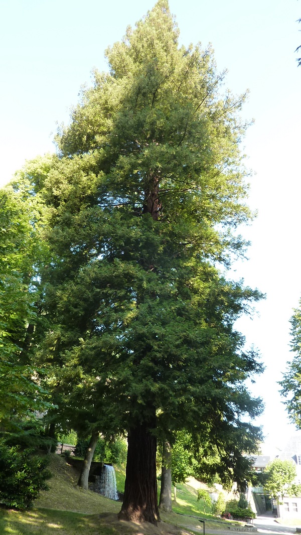 Séquoia sempervirens à Ax les Thermes