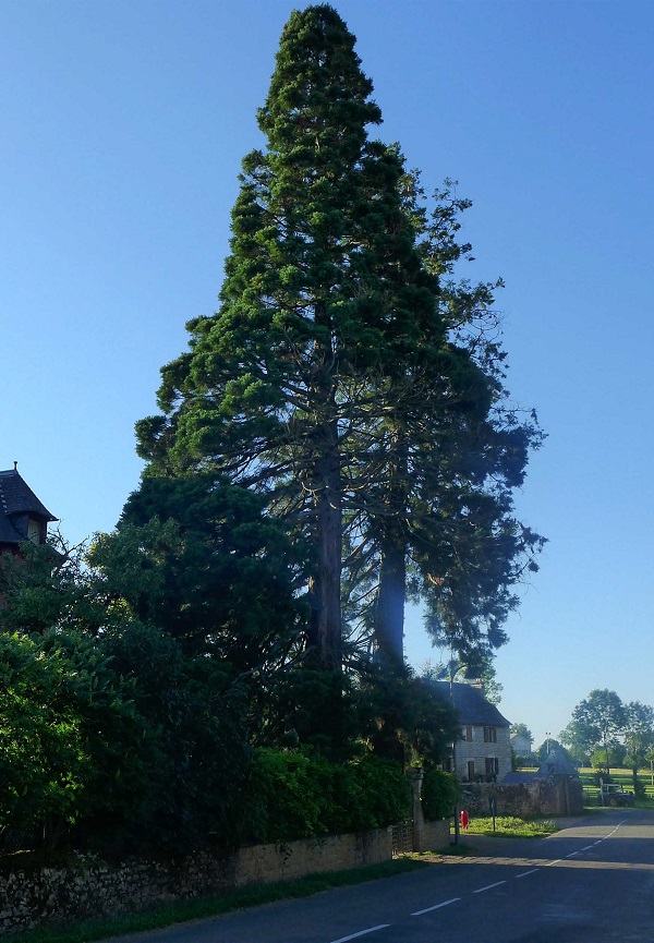 Séquoias géants à Bezonnes