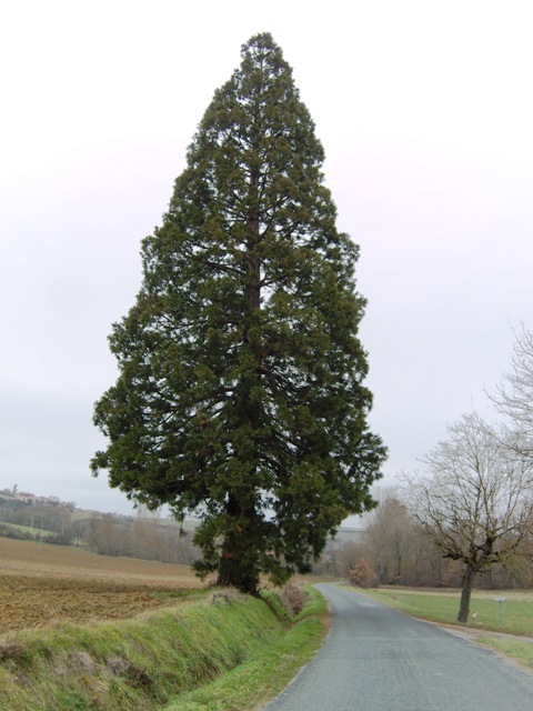 Séquoia géant à Cambon-lès-Lavaur