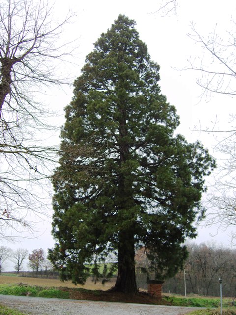 Séquoia géant, Cambon
