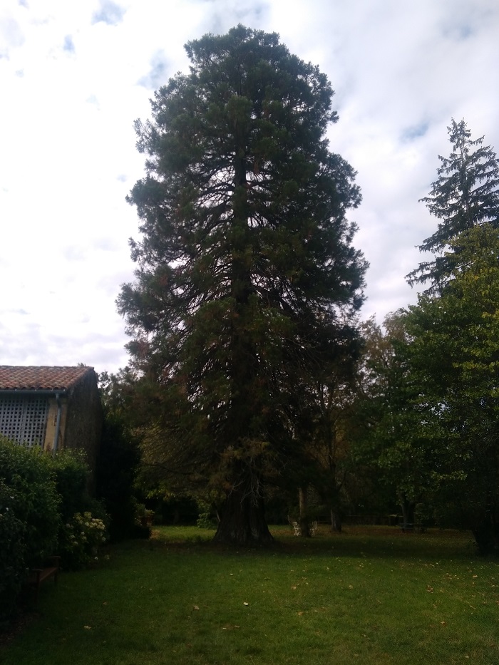 Séquoia géant à Cassagne
