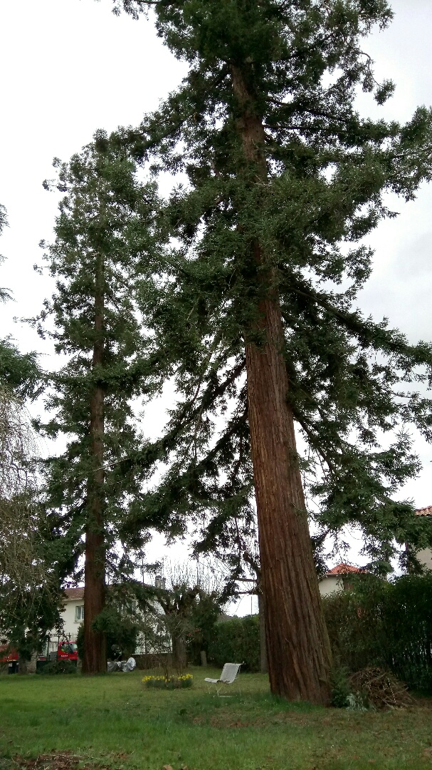 Séquoias sempervirens à Caussade
