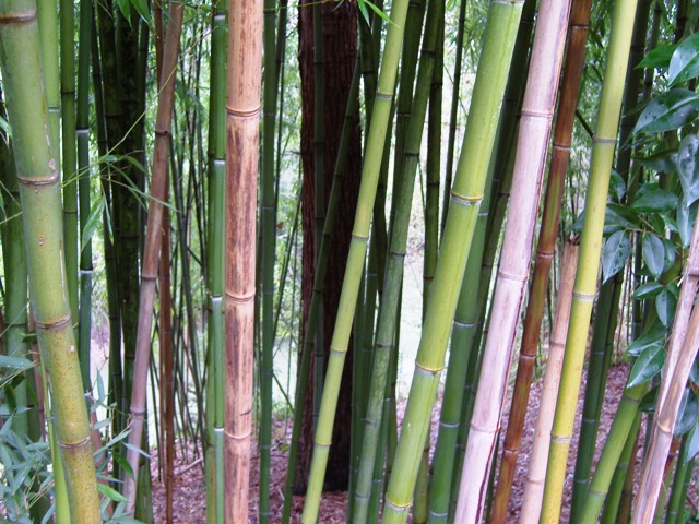 Au creux des bambous