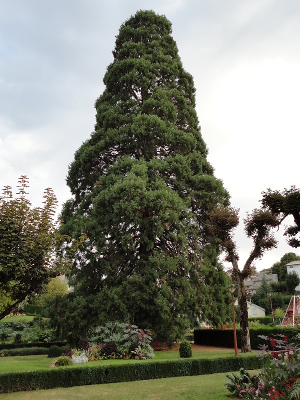 Séquoia géant à Lacaune les Bains