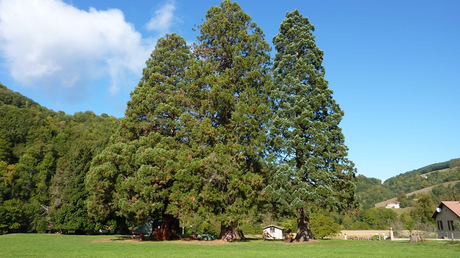 Séquoias géants à lacourt