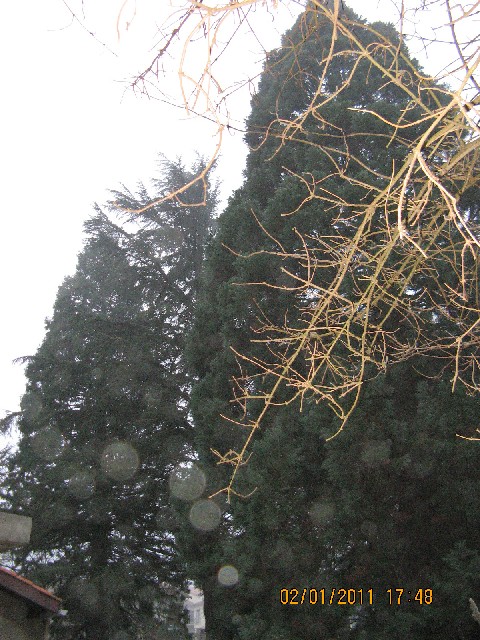 Séquoias géants à Lavenet