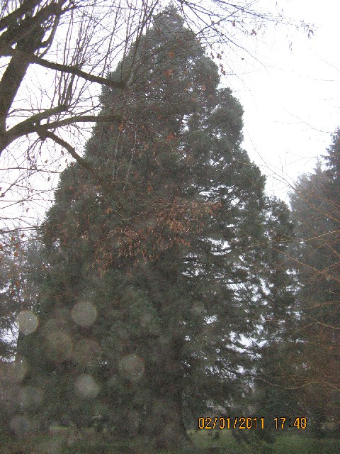 Séquoia géant à Lavenet rue Jacquard