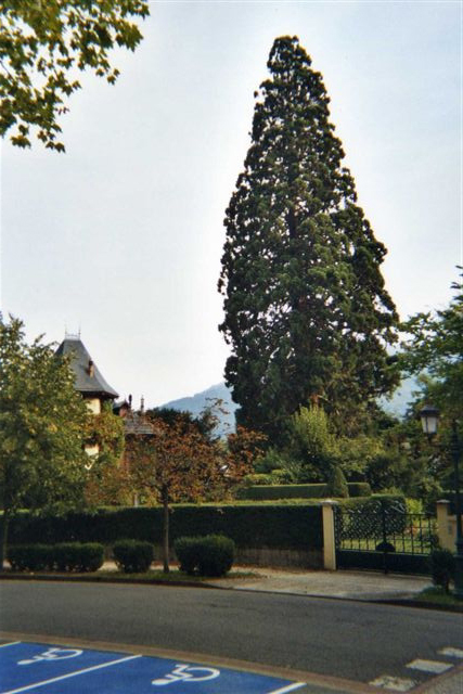 Séquoia géant au Parc Rostand