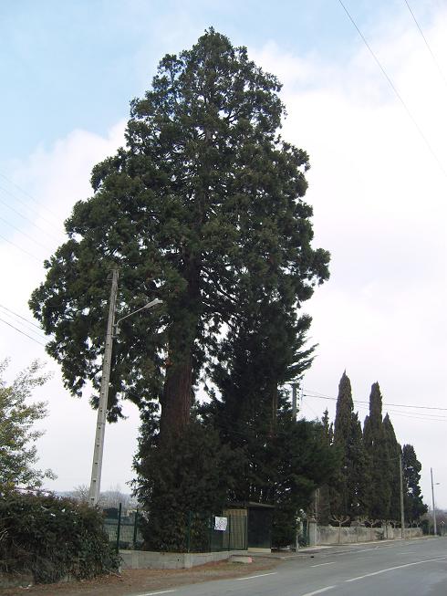 Séquoias géants à Bayonne