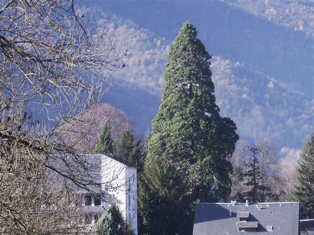 Séquoia géant à Montauban-de-Luchon