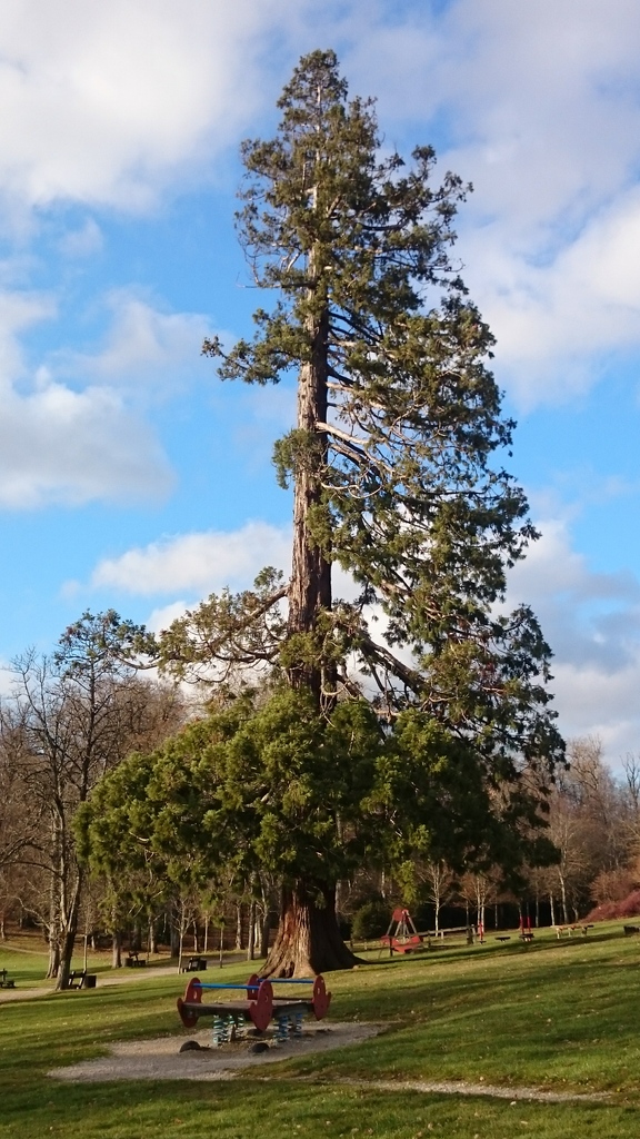 Séquoia géant à Onet le Château