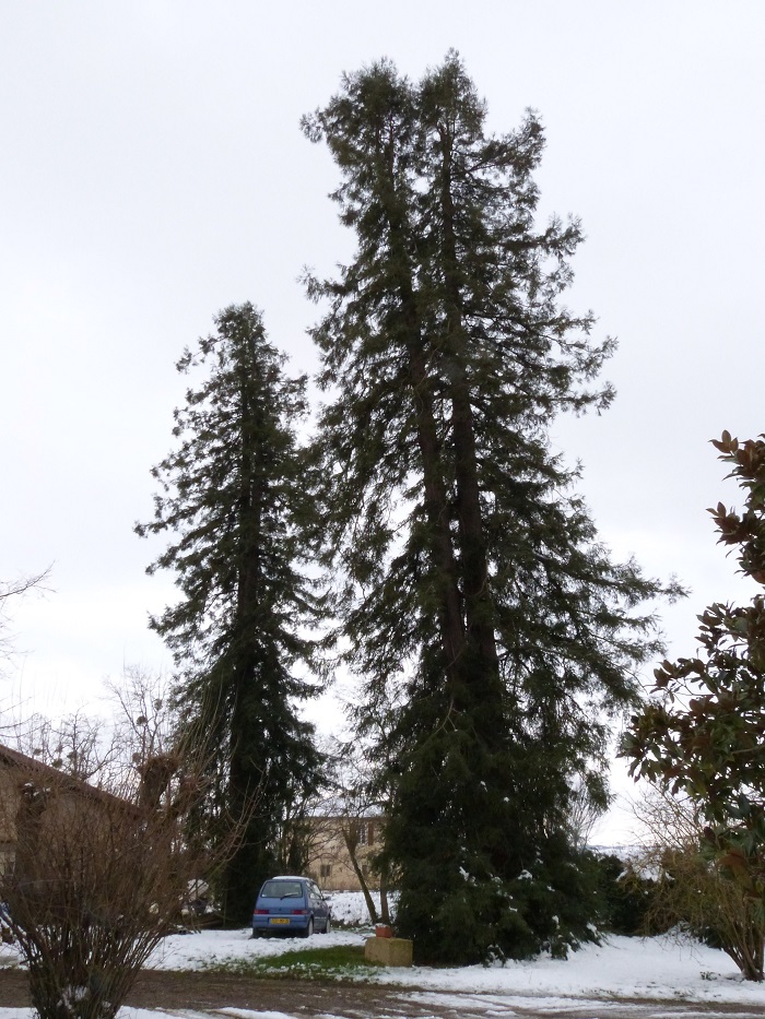 Séquoias sempervirens à Pallanne