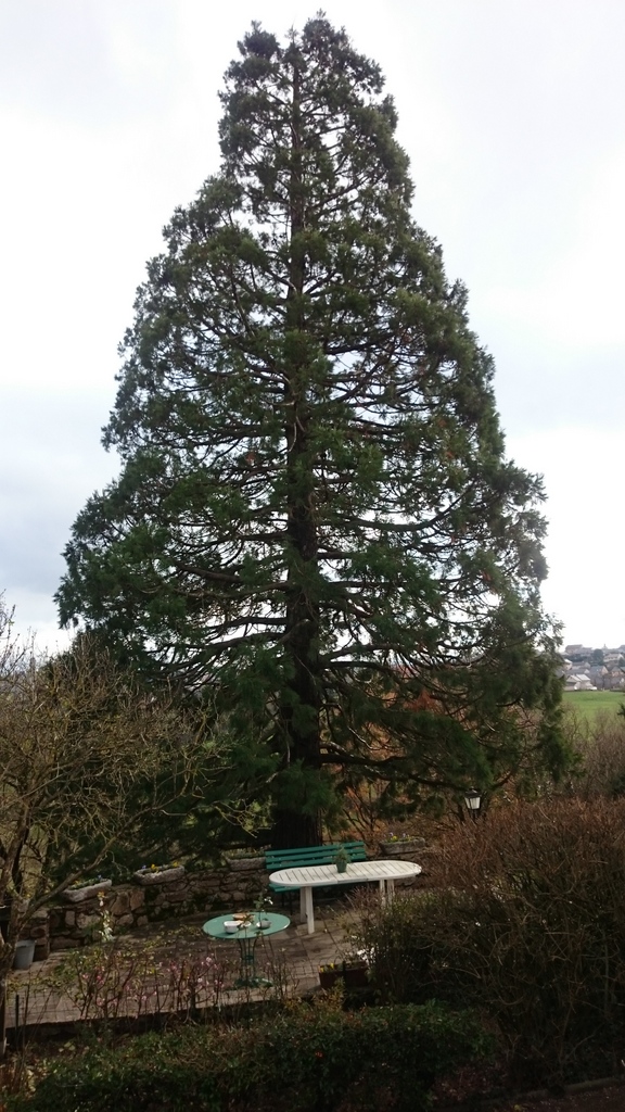 Séquoia géant à Rodez