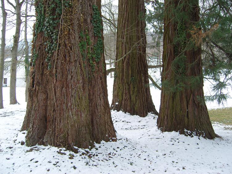 Séquoias géants à Bayonne