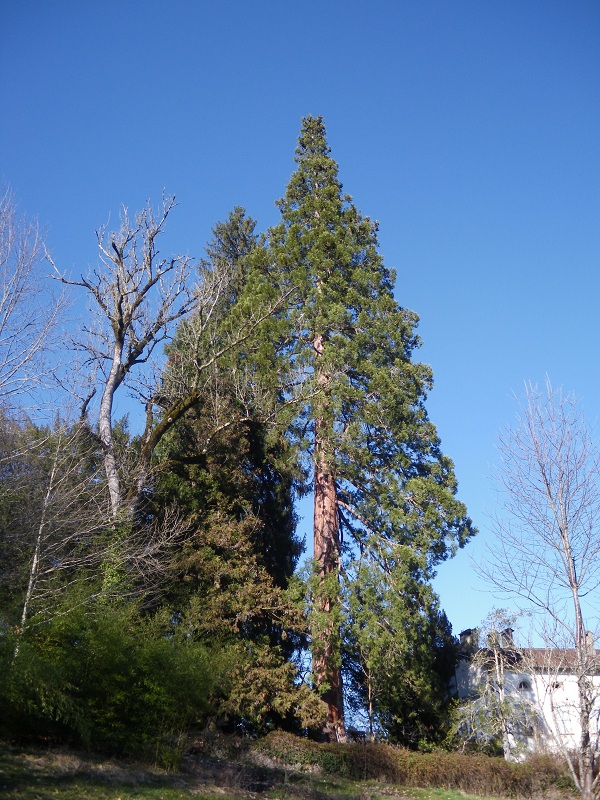 Séquoia géant à Viazac