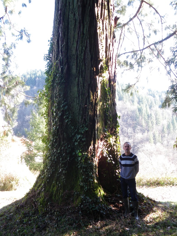 Séquoia géant à Viazac