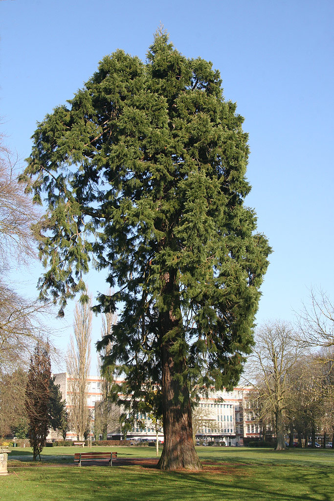 Séquoia géant à Arras