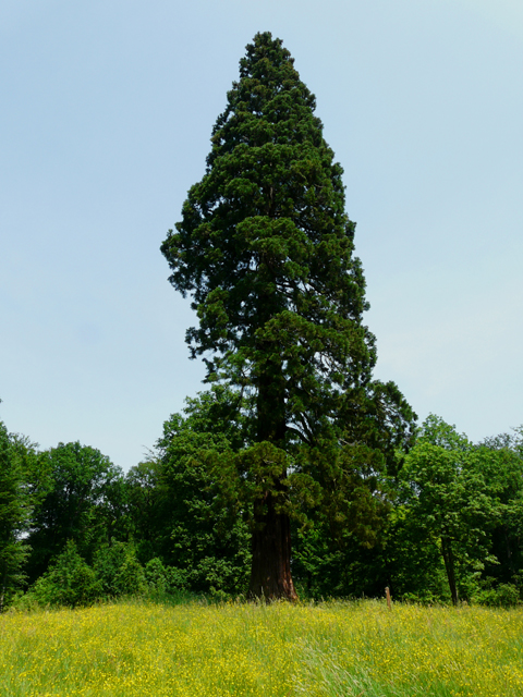 sequoiadendrum giganteum