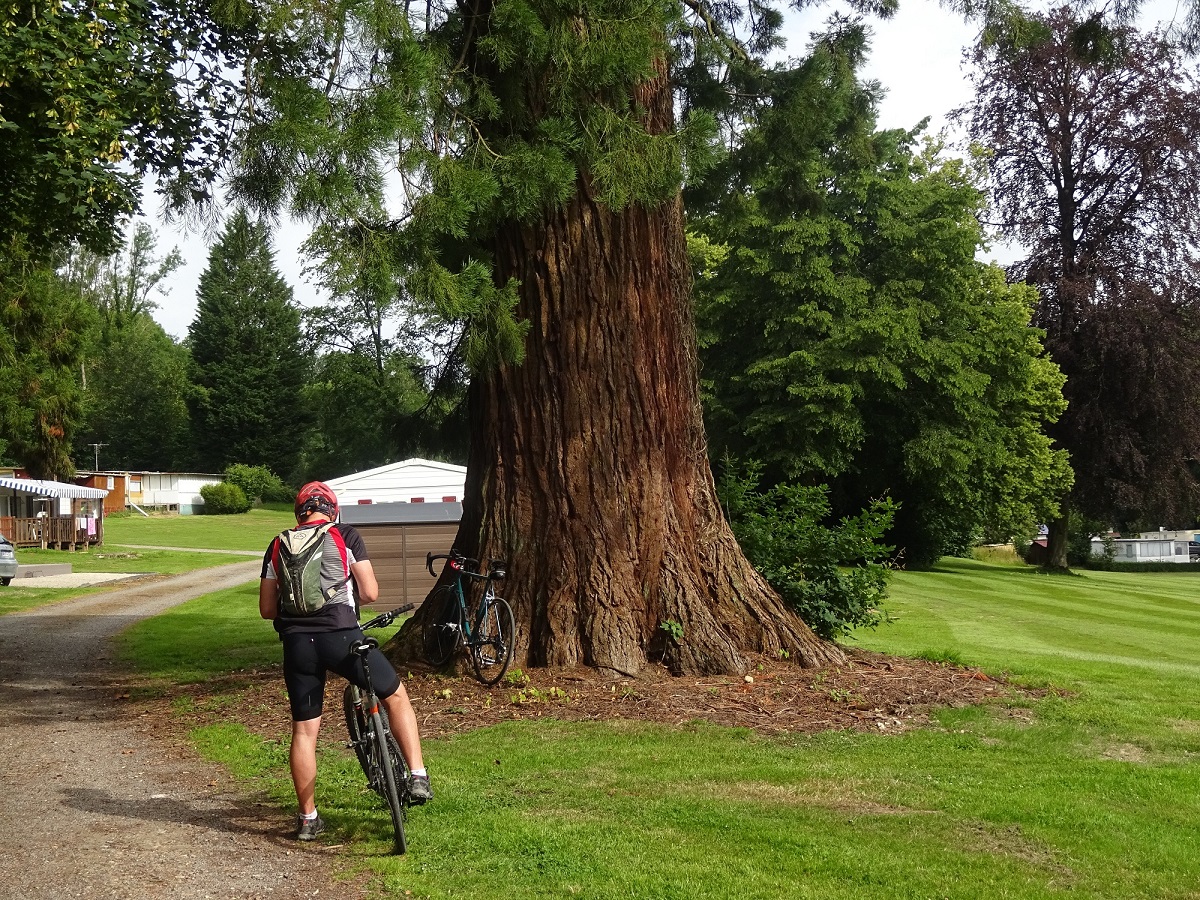 Séquoia géant à Equirre