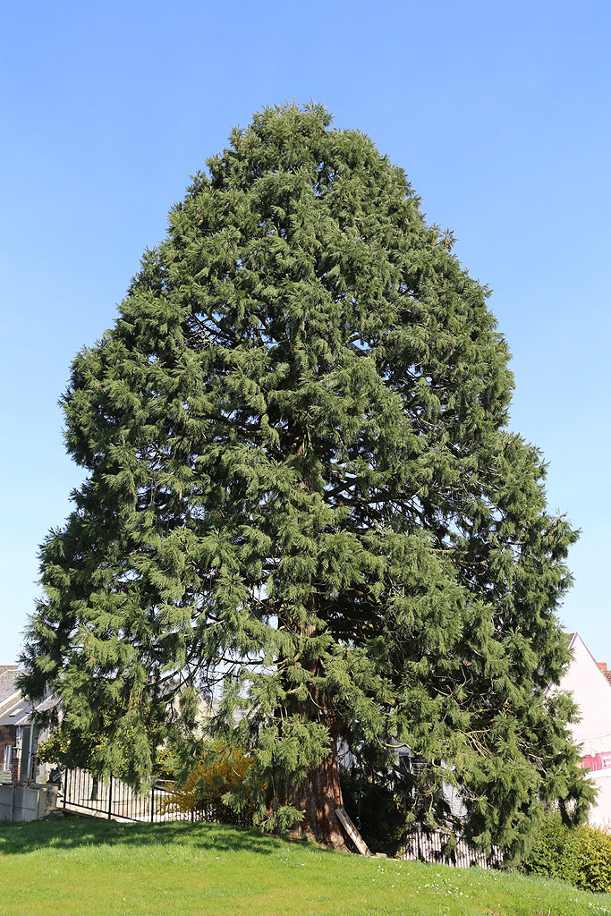 Séquoia géant à Hautmont