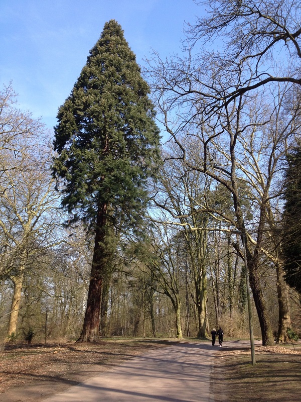 Séquoia géant à Lille