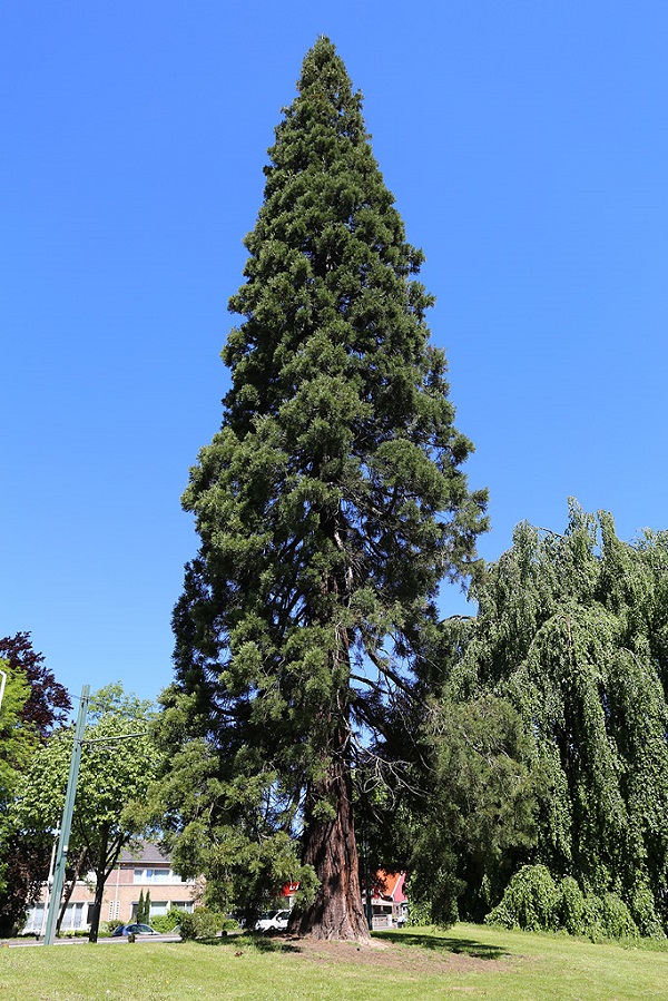Séquoia géant à Roubaix
