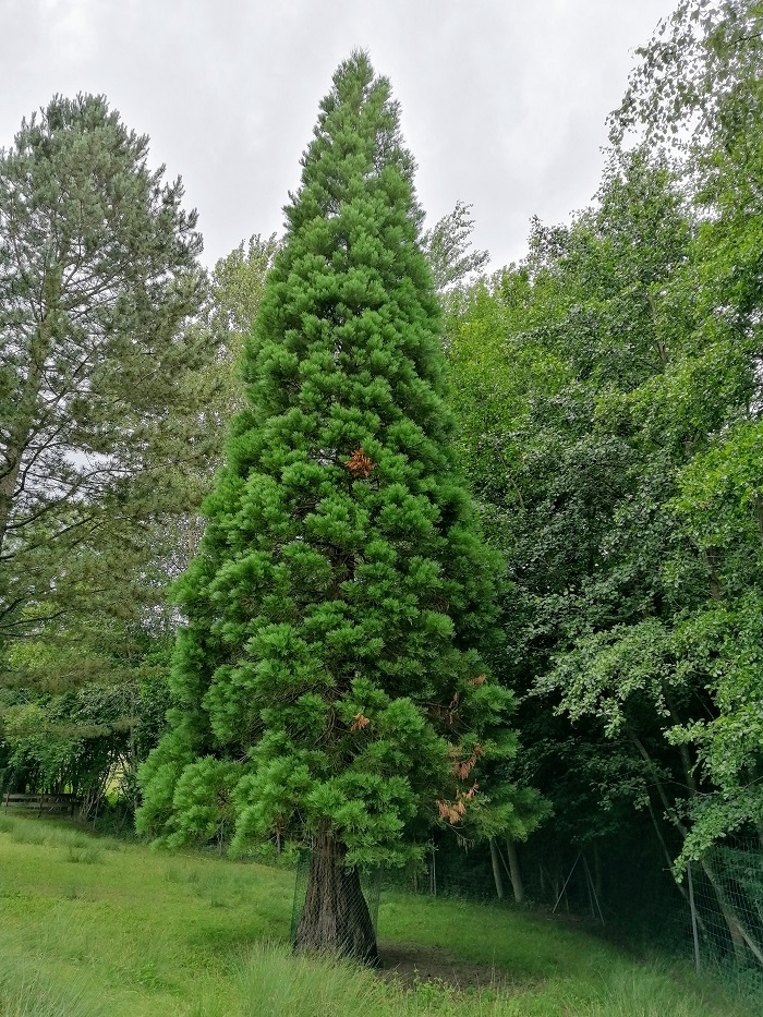Séquoia géant à Sebourg