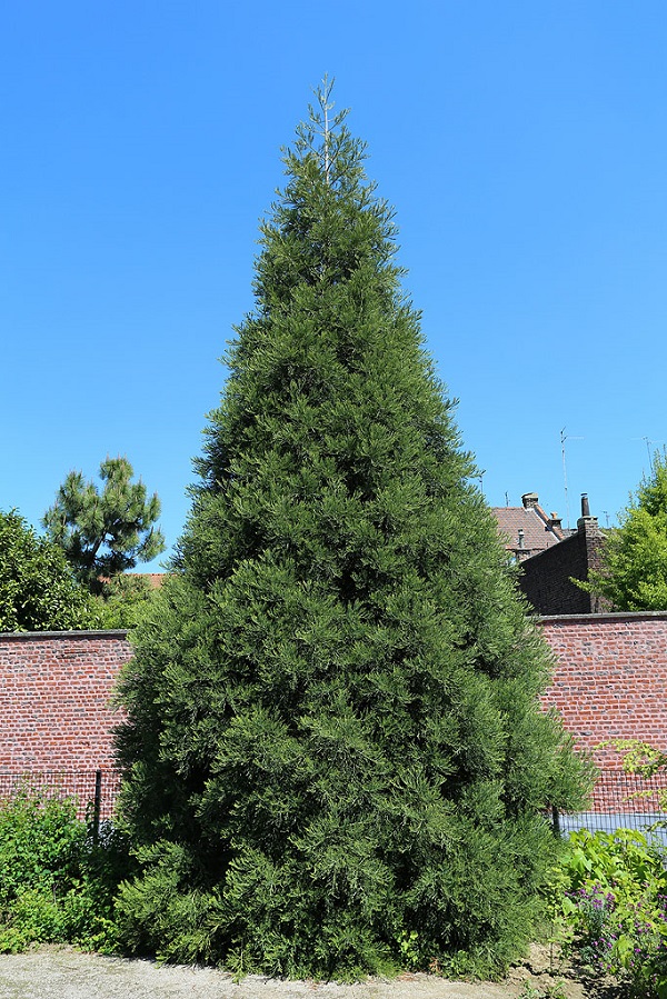 Séquoia géant à Tourcoing
