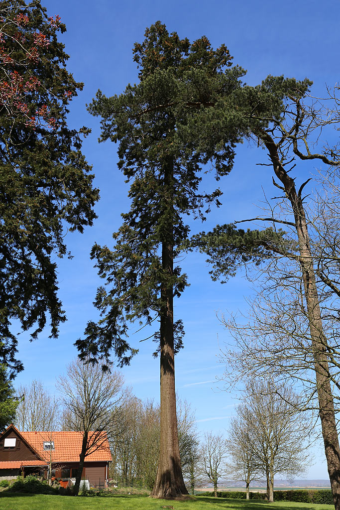 Séquoia géant à Wisques