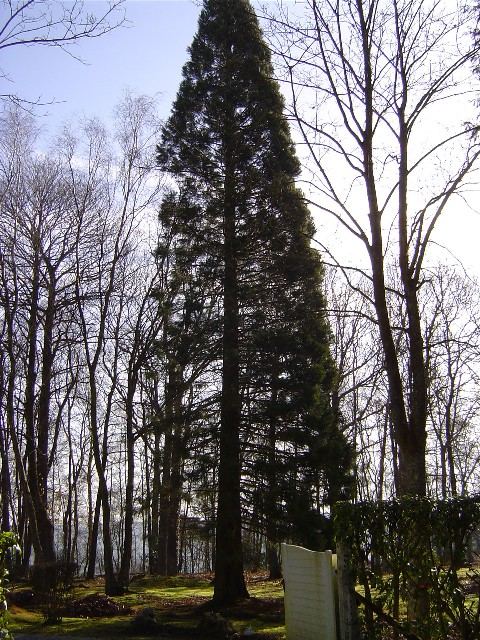 Séquoia géant à Aclou