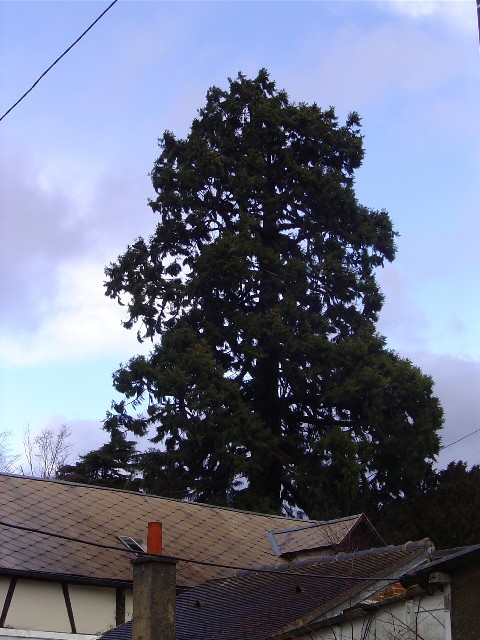 Séquoia géant à L'Aigle rue de Brune