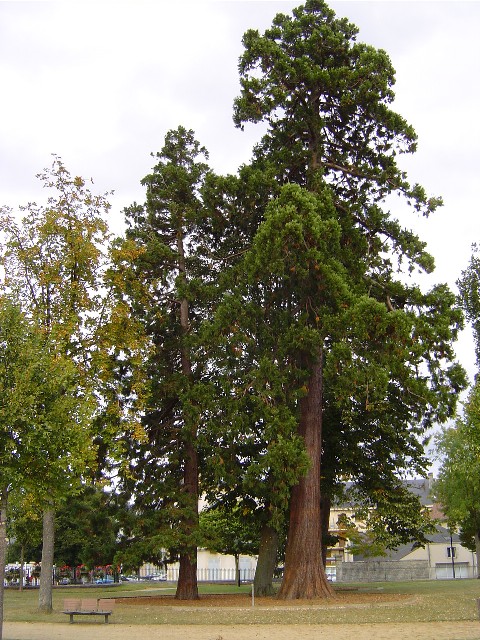 Séquoias géants à Alençon 
