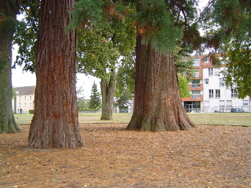 Séquoias géants au parc des Promenades