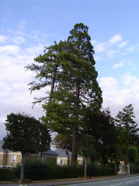 Séquoia géant rue de Quakenbruck à Alençon