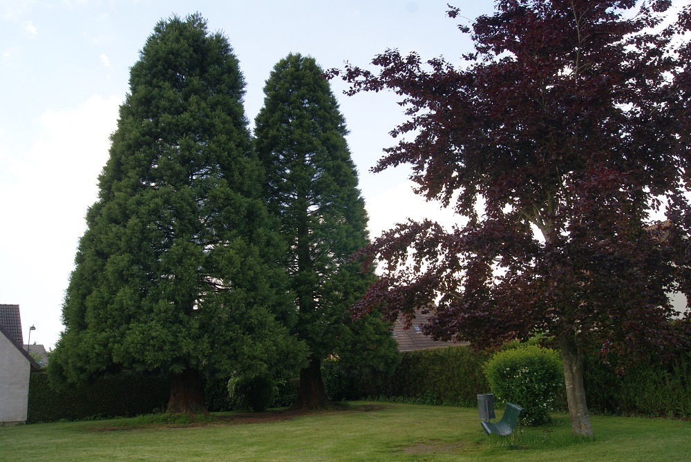Séquoias géants à Angerville-la-Campagne