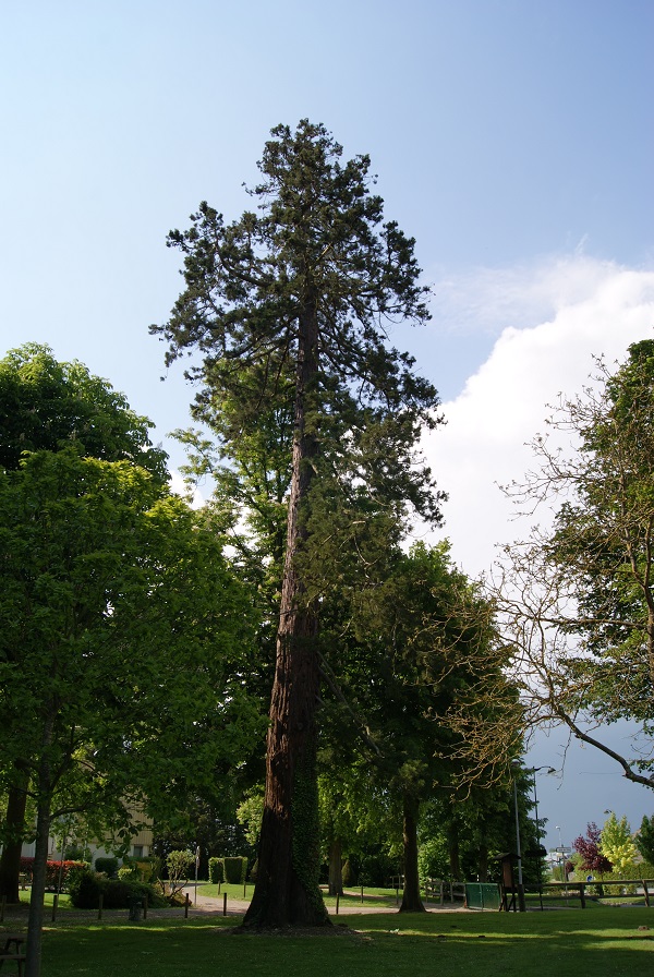 Séquoia géant parc de la salle des fêtes