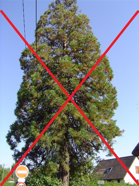 Séquoia géant à Appeville Annebault