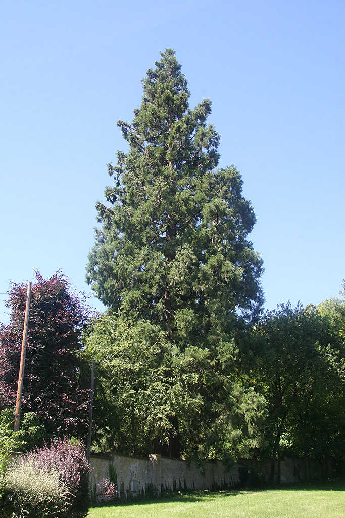 Séquoia géant à Aubevoye