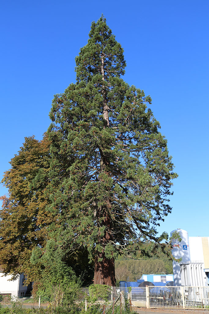 Séquoia géant à Aumale