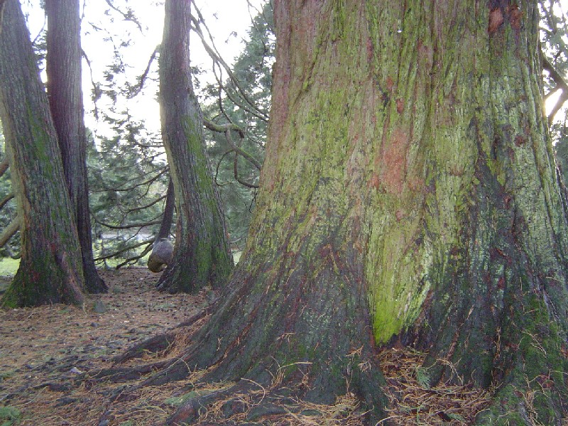Séquoia géant marcottant à Bagnoles-de-l'Orne © Eric Touya