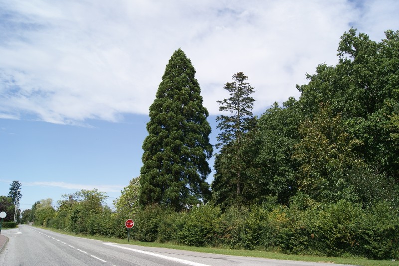 Séquoia géant à Barc