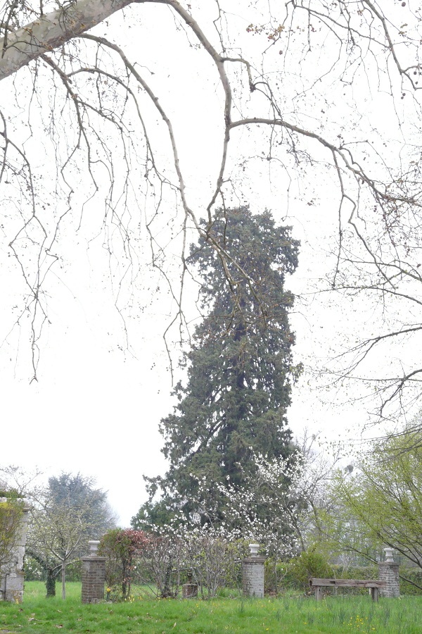 Séquoia géant à Bardouville