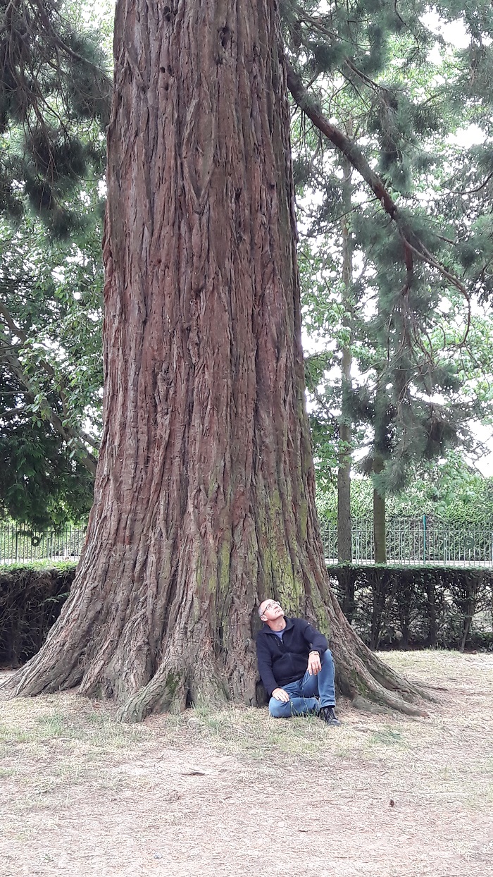 Séquoia géant à Bayeux
