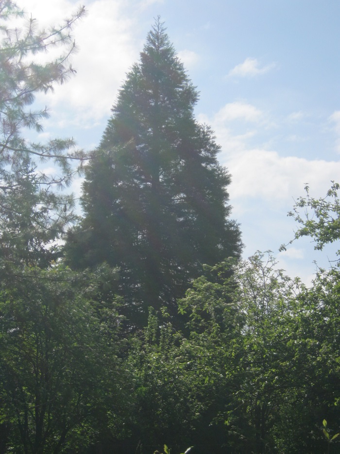 Séquoia géant à Beaufai