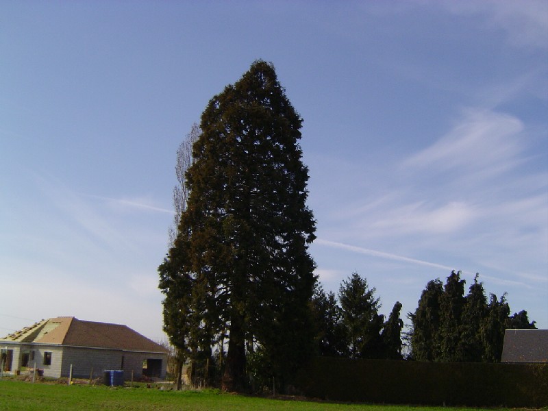 Séquoia géant à Beaufour