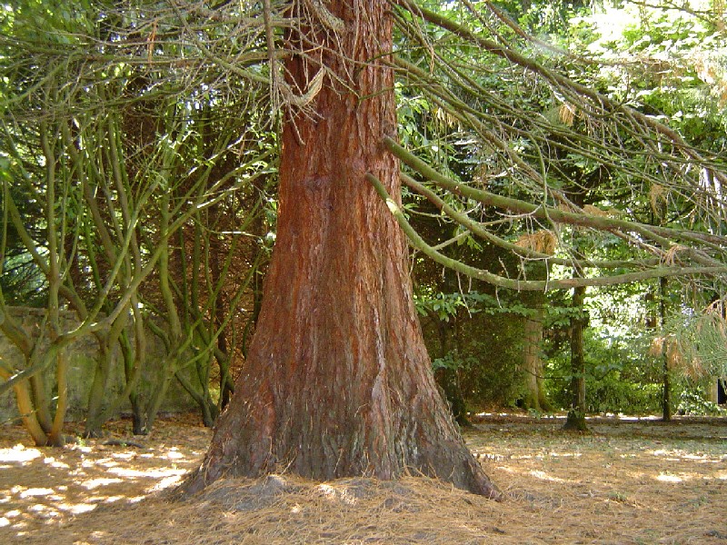 Séquoia géant au Château de la Grand Maison