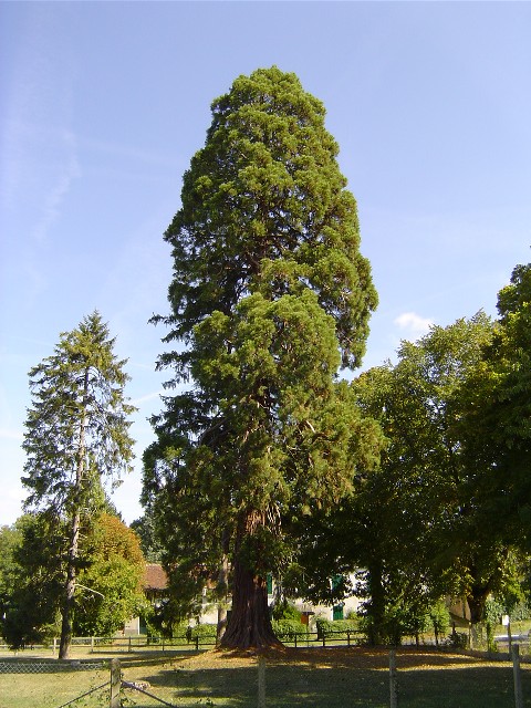 Séquoia géant à Bellême