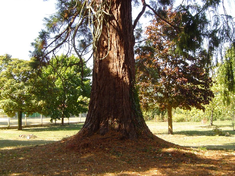 Séquoia géant au lieu-dit les Tilleuls