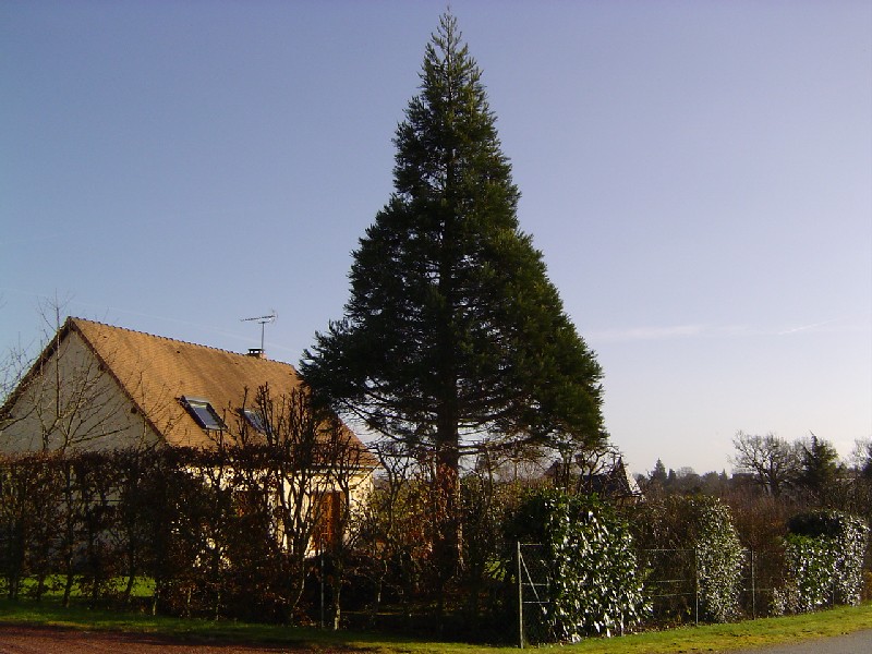 Séquoia géant rue Barbey d'Aurevilly